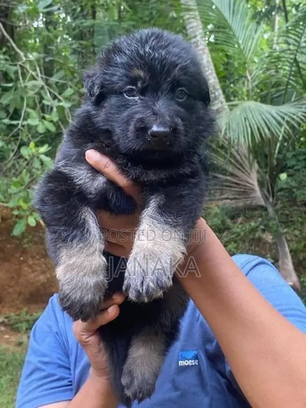 German Shepherd Long Coat Puppies