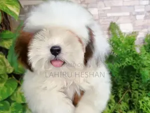 Shih Tzu Puppies