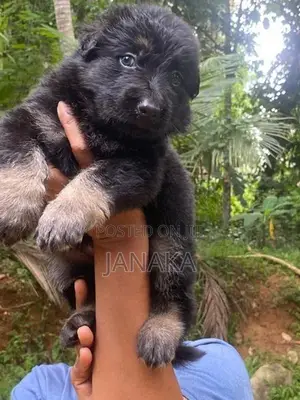 German Shepherd Long Coat Puppies