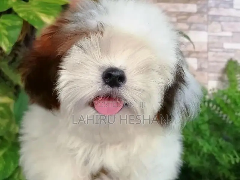 Shih Tzu Puppies