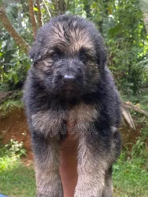 German Shepherd Long Coat Puppies