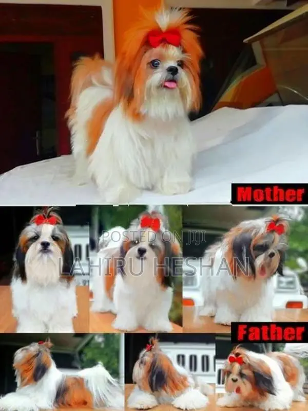 Shih Tzu Puppies