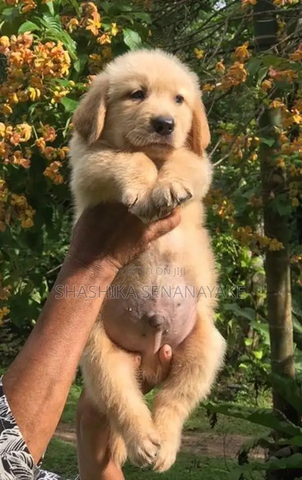 Golden Retriever Puppy