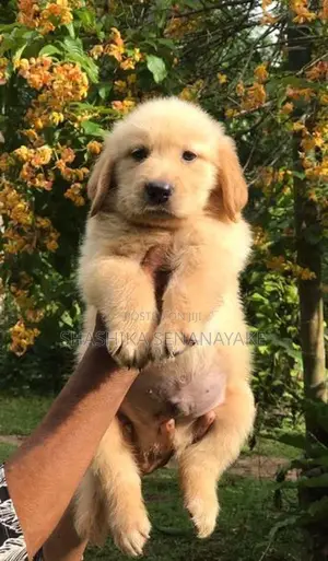 Golden Retriever Puppy