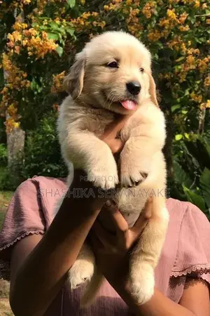 Golden Retriever Puppy