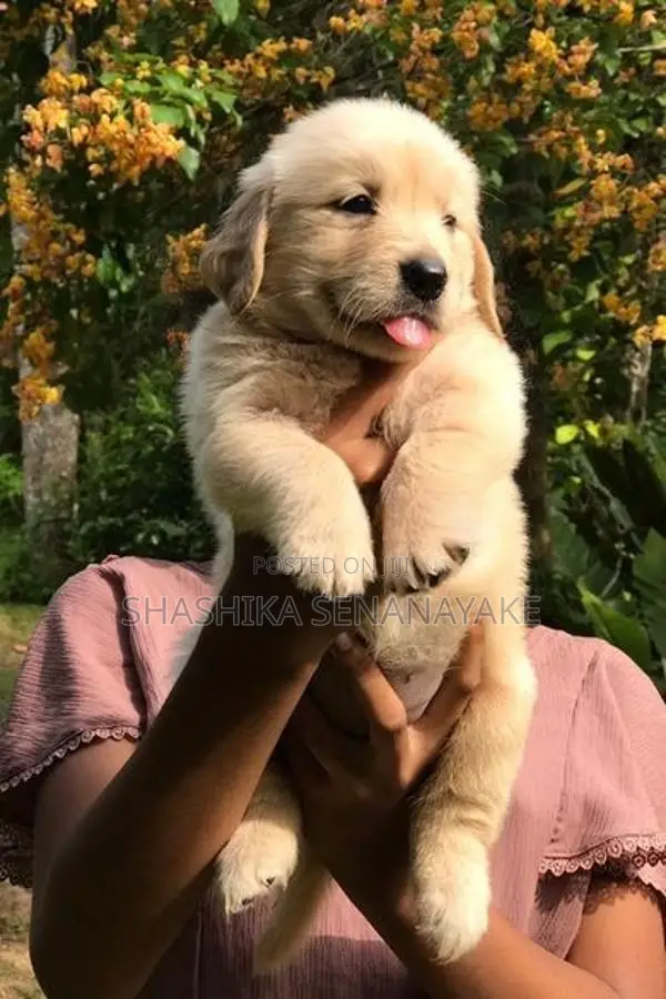 Golden Retriever Puppy