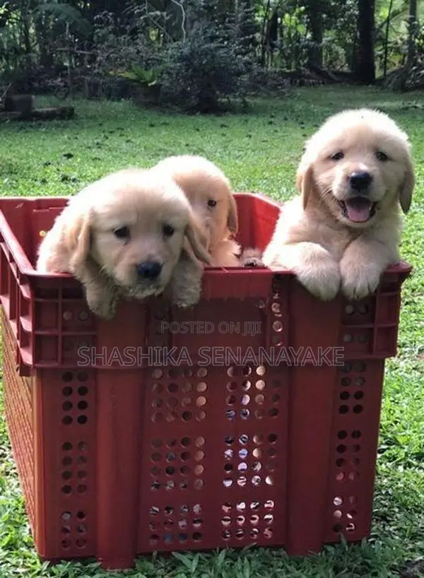 Golden Retriever Puppy