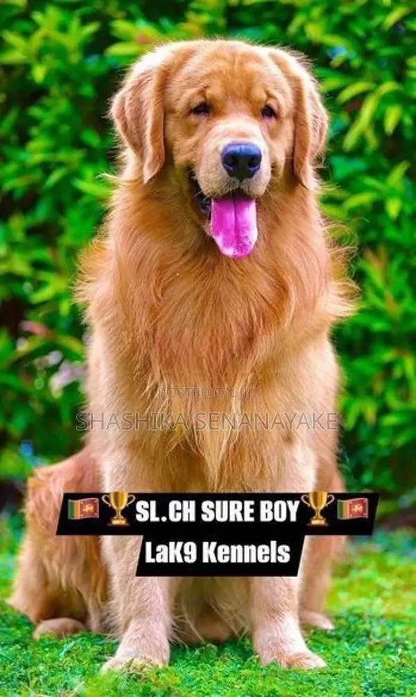 Golden Retriever Puppy