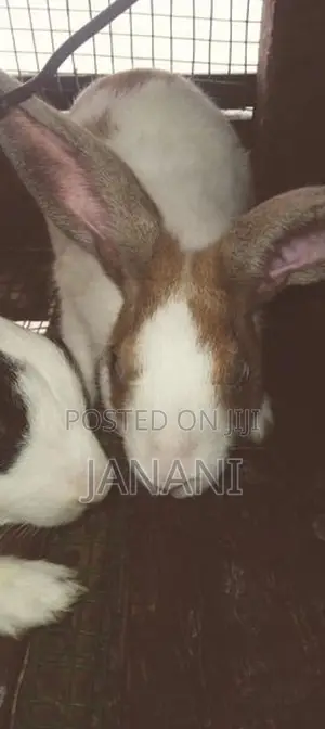 முயல்கள்