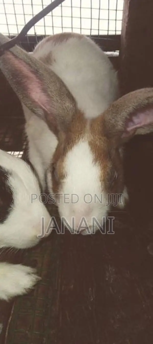 முயல்கள்