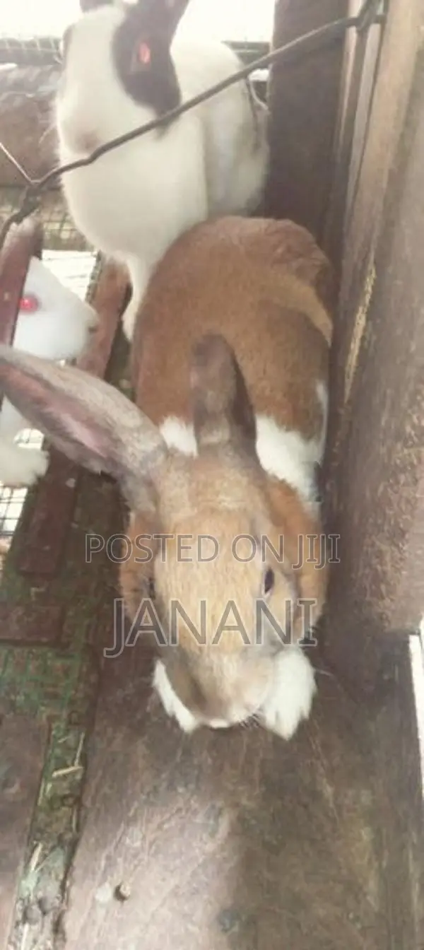 முயல்கள்