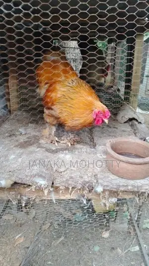 Brahma Kukullu