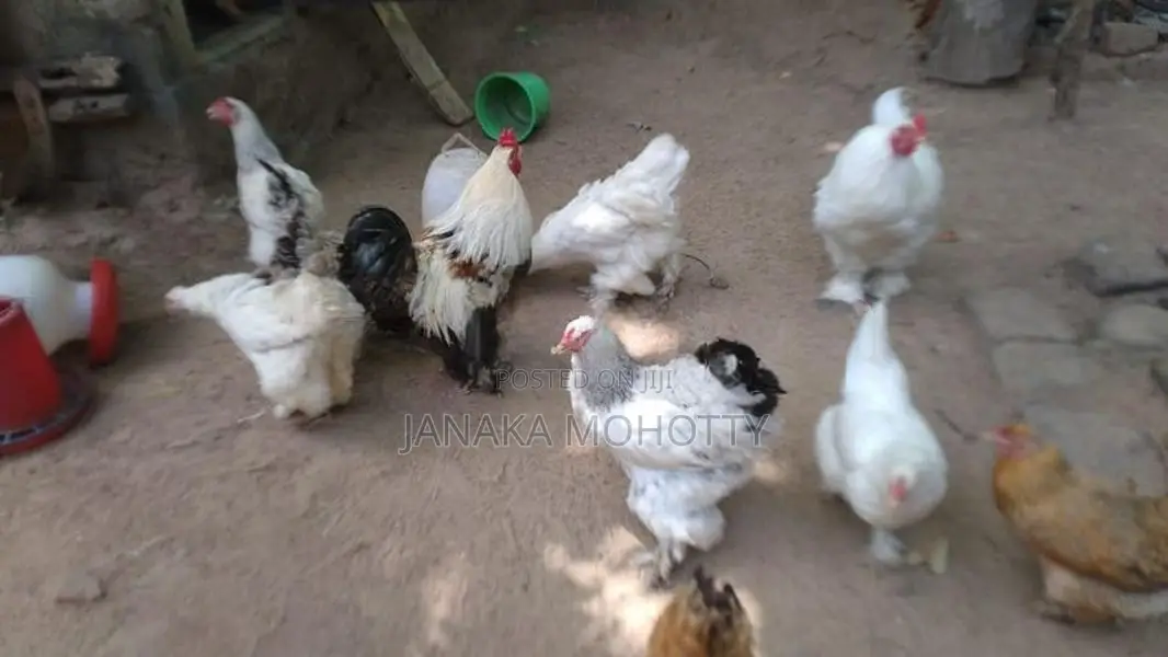 Brahma Kukullu