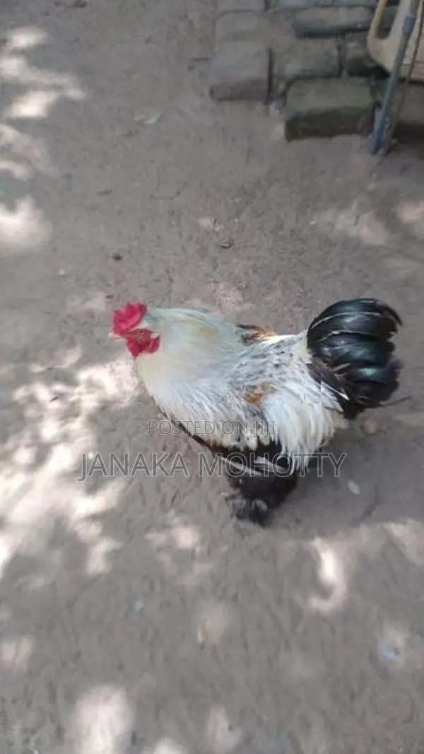 Brahma Kukullu