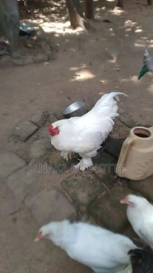 Brahma Kukullu