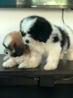 Shih Tzu Puppies