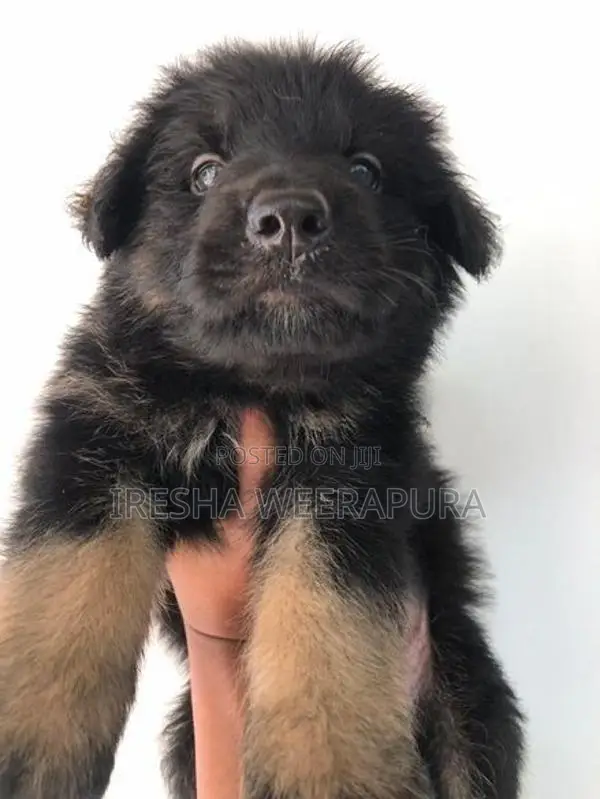 German Shepherd Puppy