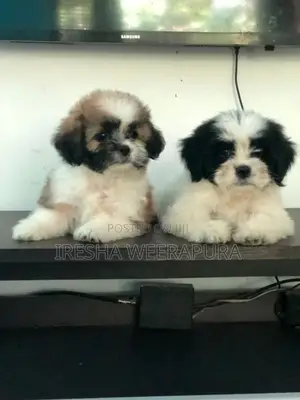 Shih Tzu Puppies