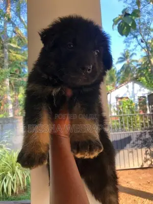 German Shepherd Puppy