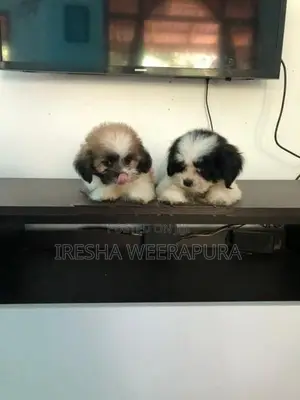 Shih Tzu Puppies