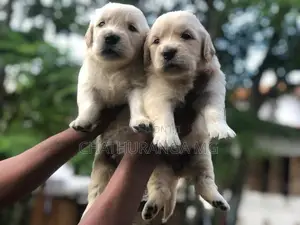 Golden Retriever Puppies