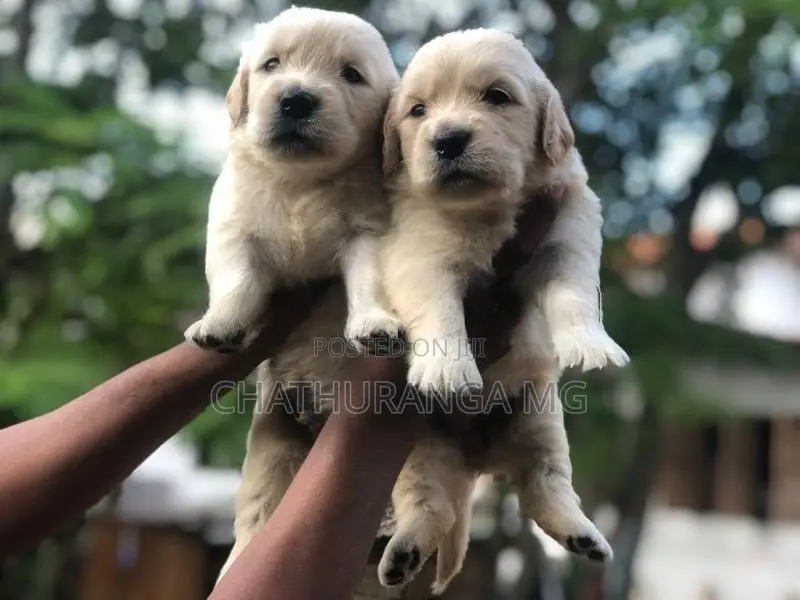 Golden Retriever Puppies