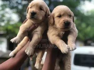 Golden Retriever Puppies