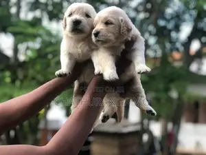 Golden Retriever Puppies