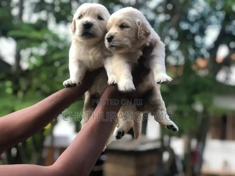 Golden Retriever Puppies