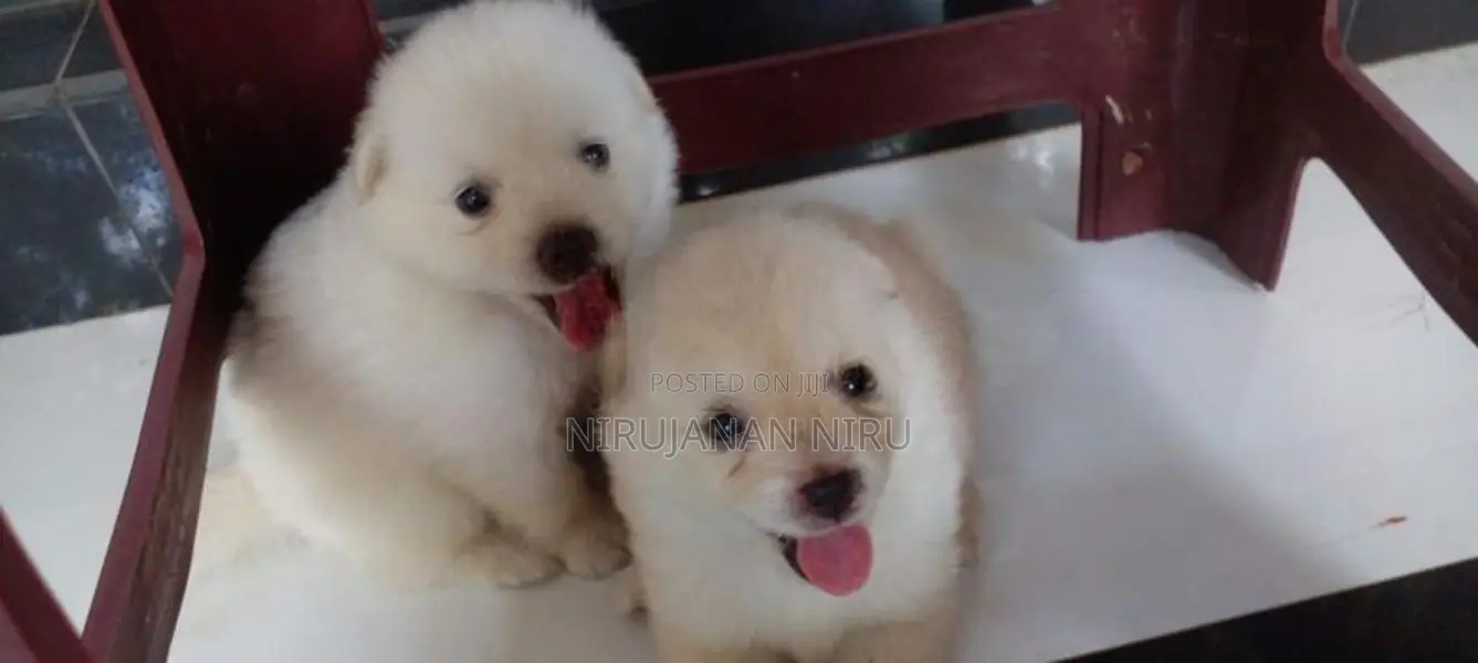 Pomeranian Puppies