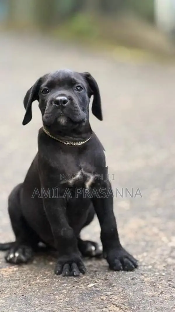 Cane Corso Puppies