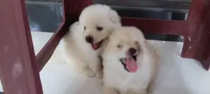 Pomeranian Puppies