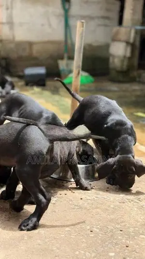 Cane Corso Puppies