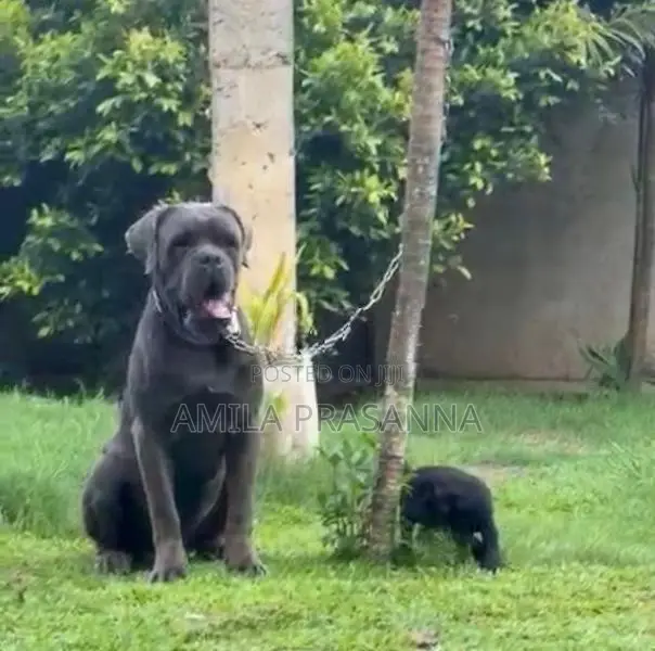 Cane Corso Puppies