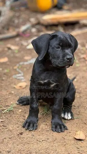 Cane Corso Puppies
