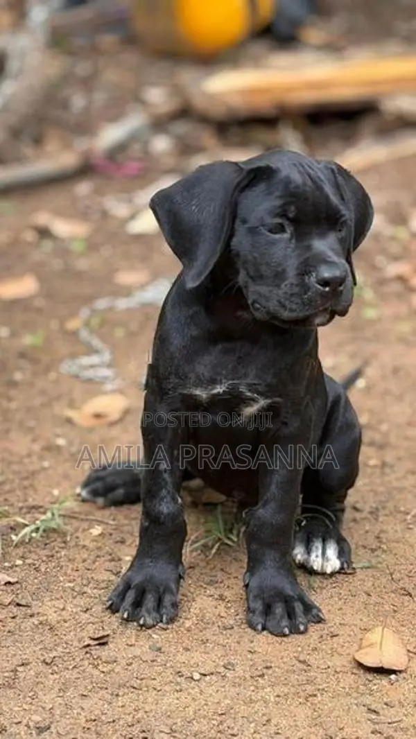 Cane Corso Puppies