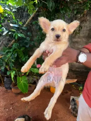 Lion Pomeranian
