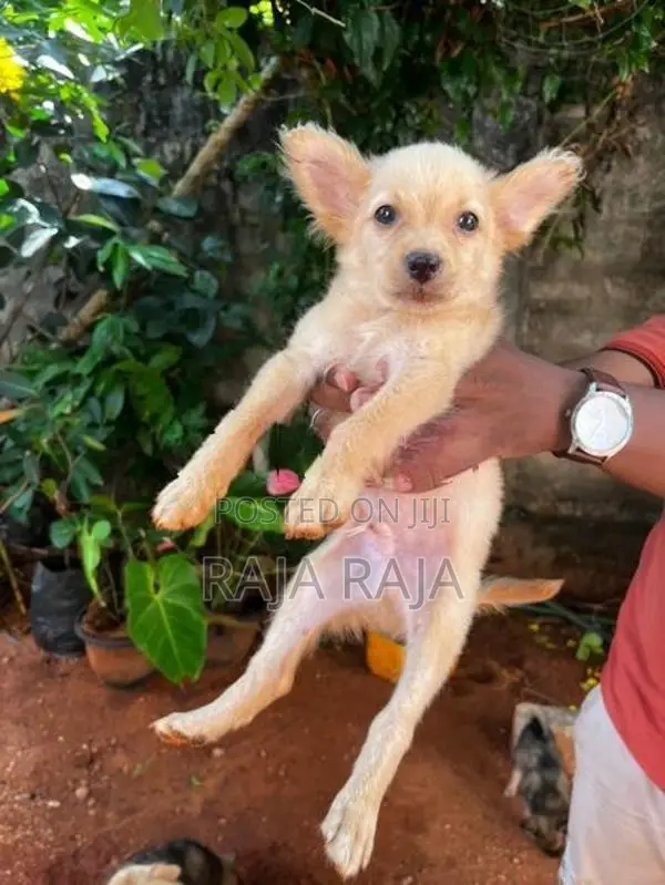 Lion Pomeranian
