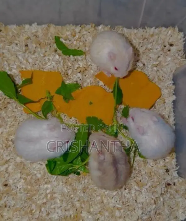 Hamster Draw