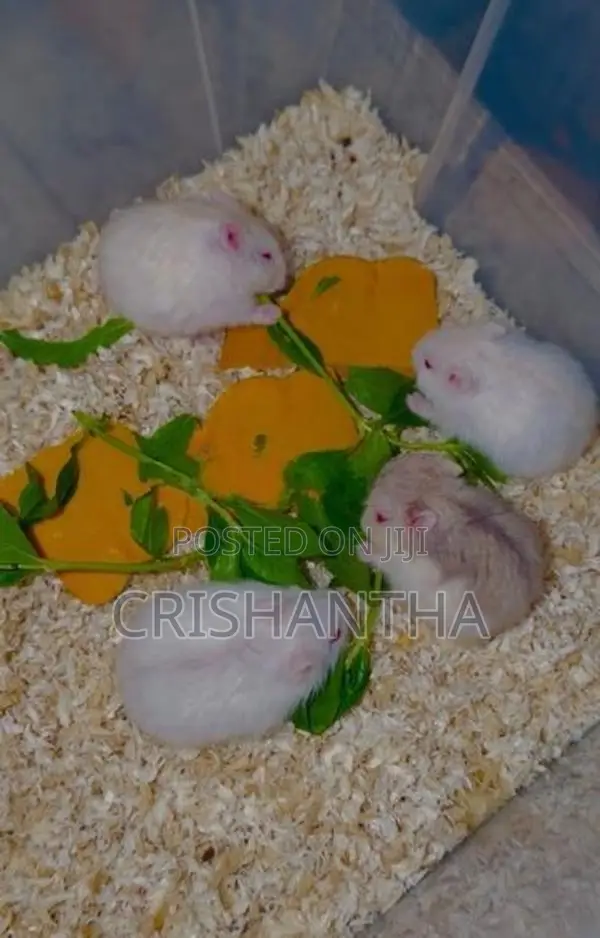 Hamster Draw