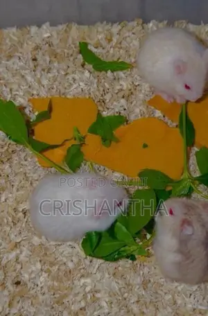 Hamster Draw