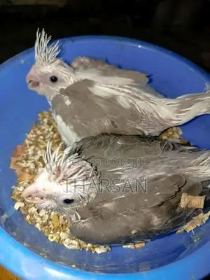 Cockatiel Chicks