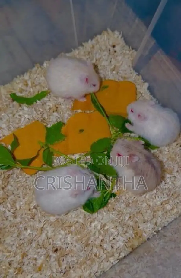 Hamster Draw