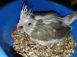 Cockatiel Chicks