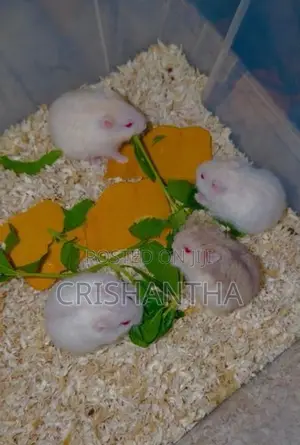 Hamster Draw