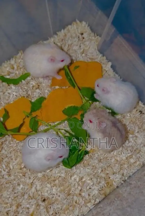 Hamster Draw