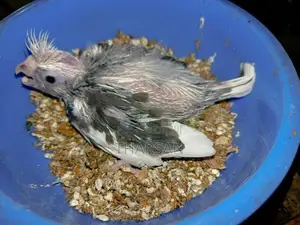 Cockatiel Chicks