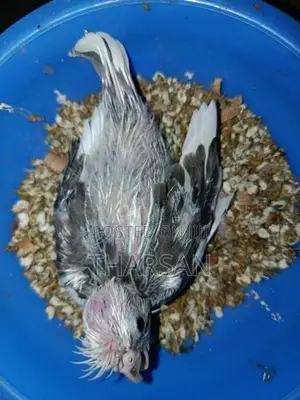 Cockatiel Chicks