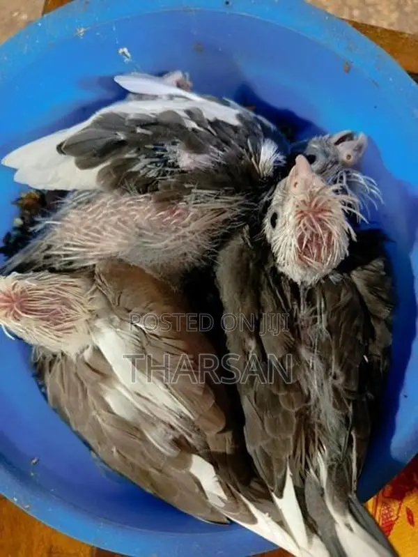 Cockatiel Chicks