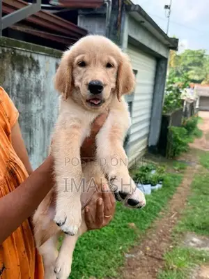 Golden Retriever Puppies